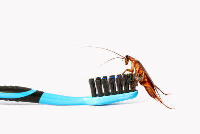 Best Ways to Prevent Cockroaches from Invading Your Home or Business