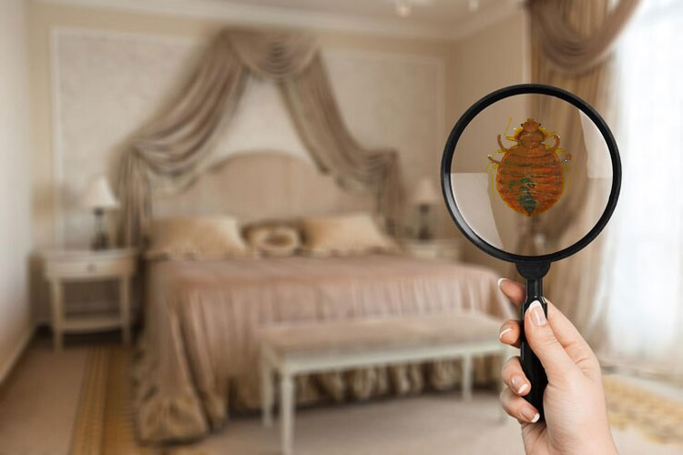 7 Common Places in the Home Where Pest Hides
