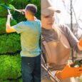 Tree Trimming vs. Pruning: Understanding the Difference and Benefits