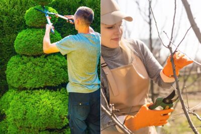 Tree Trimming vs. Pruning: Understanding the Difference and Benefits