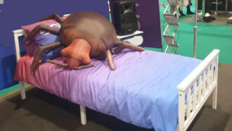 Facts-About-Bed-Bugs