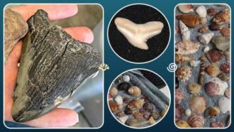 Shelling and Shark Tooth on Florida Gulf Coast